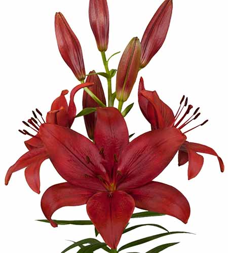 A close up of the bright red flower of the ‘Corleone’ lily showing deep red petals that gradually fade to a scarlet red at the edges, pictured on a white background.