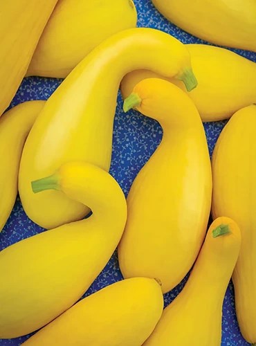 A close up of &lsquo;Golden Goose&rsquo; crookneck squash set on a blue surface.
