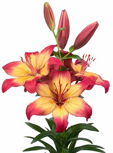 A close up of the bicolored ‘Heartstrings’ flower with a yellow colored center that gradually becomes pink at the edges, pictured on a white background.