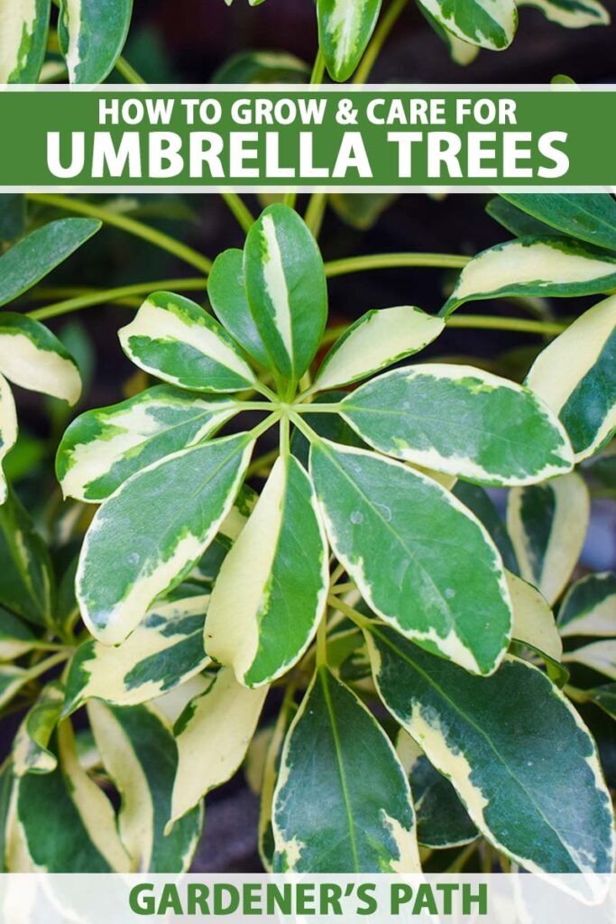 How to Grow and Care for Umbrella Tree Plants
