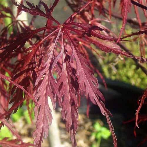 A close up of the foliage of Acer palmatum &lsquo;Inaba Shidare&rsquo; growing in the garden pictured on a soft focus background.