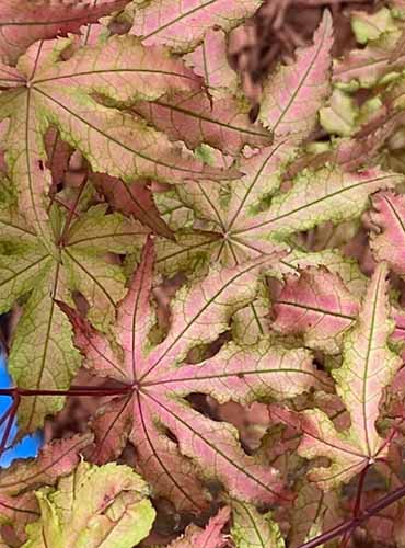A close up vertical image of the unique foliage of Acer palmatum &lsquo;Jubillee&rsquo; growing in a pot.