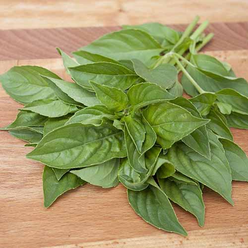 7 of the Best Citrus Basil Varieties for Your Herb Garden
