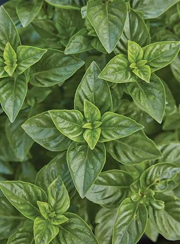 A close up vertical image of the deep green foliage of Ocimum &lsquo;Limoncello&rsquo; growing in the garden.
