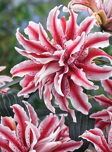 A close up of a double-petalled ‘Magic Star’ lily growing in the garden with soft pink and white blooms with dark pink bands, surrounded by foliage in soft focus in the background.