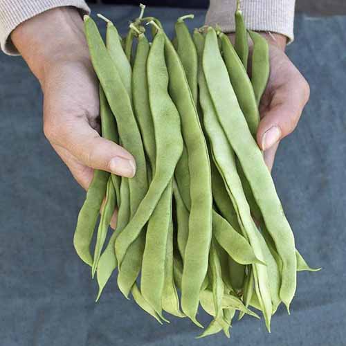 A square image of two hands holding a freshly picked bunch of ‘Northeaster’ pole beans.