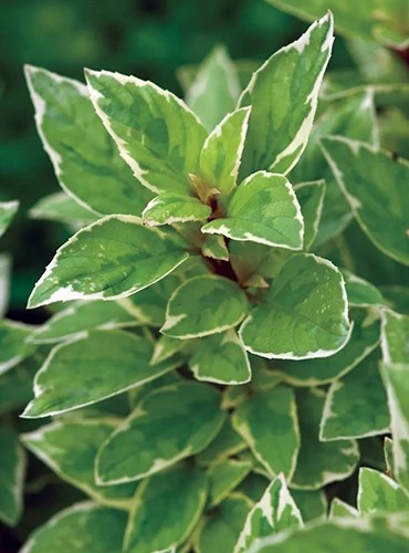 A close up vertical image of the unique, variegated foliage of Ocimum &lsquo;Pesto Perpetuo&rsquo; growing in the herb garden pictured on a dark soft focus background.