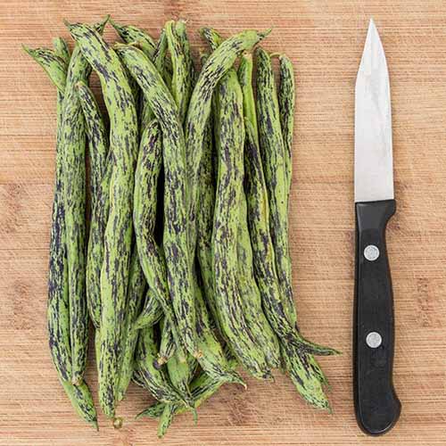 A square image of freshly harvested ‘Rattlesnake’ pole beans set on a wooden chopping board with a knife.