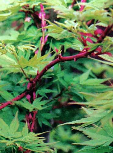 A close up vertical image of Acer palmatum &lsquo;Sango Kaku&rsquo; growing in the garden.