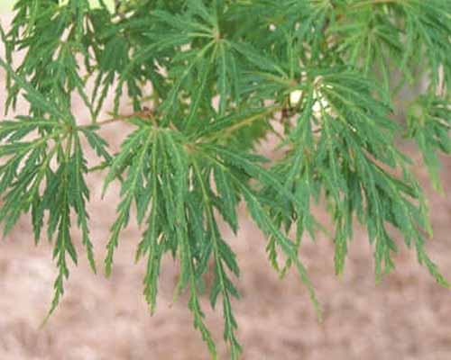 A close up of the light green foliage of &lsquo;Seriyu&rsquo; Japanese maple growing in the garden.