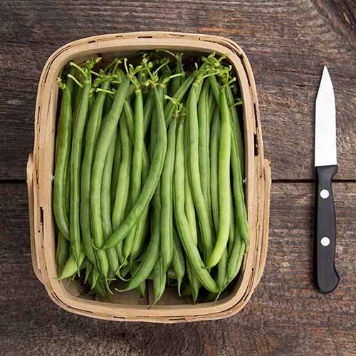 A square image of a wicker basket filled with freshly harvested ‘Seychelles’ beans set on a wooden surface with a knife to the right of the frame.