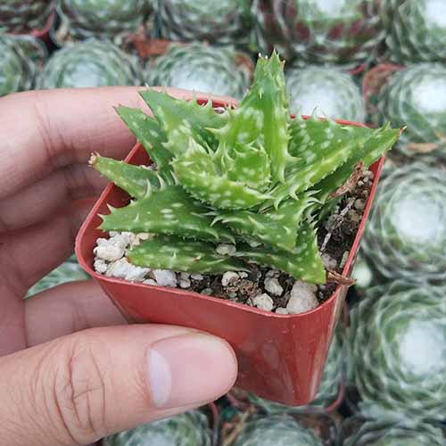 A close up square image of a hand from the left of the frame holding a small tiger tooth aloe plant.