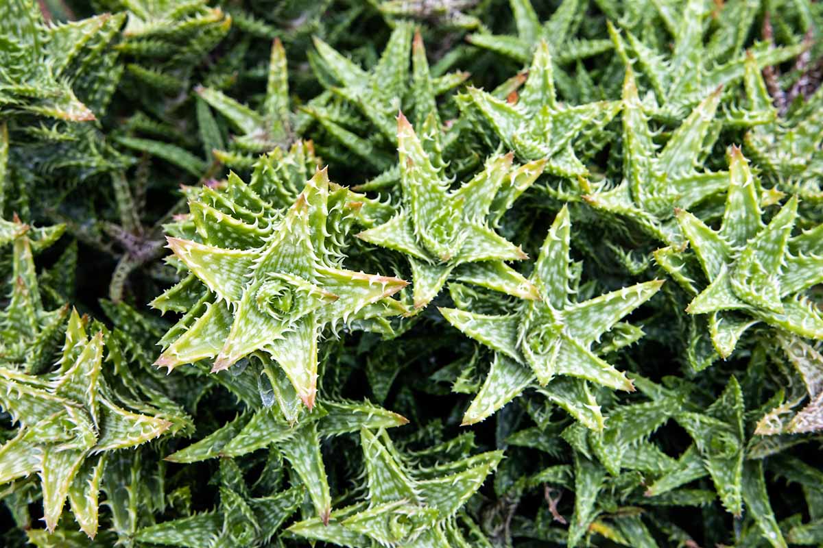 A close up horizontal image of tiger tooth aloe plants growing in a large clump outdoors.
