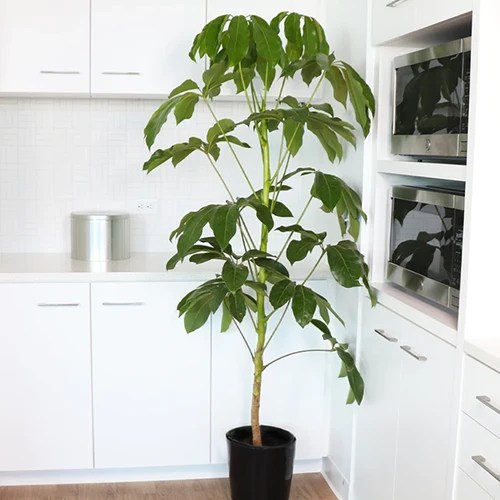 How to Grow and Care for Umbrella Tree Plants