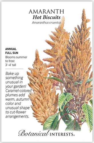 A close up of a packet of &lsquo;Hot Biscuits&rsquo; amaranth seeds with text to the left of the frame and a hand-drawn illustration to the right.