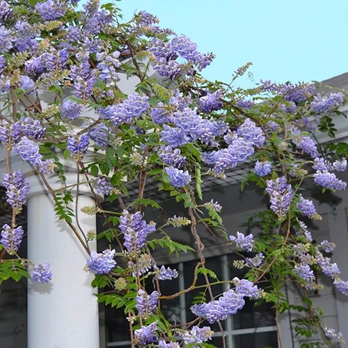 A square image of purple ‘Amethyst Falls’ wisteria tumbling over the side of an arbor outside a residence.