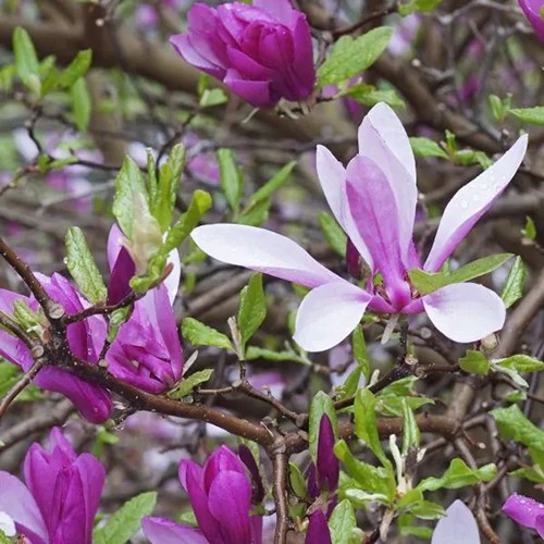 A close up of the purple and white flowers of ‘Ann’ magnolia growing in the garden.