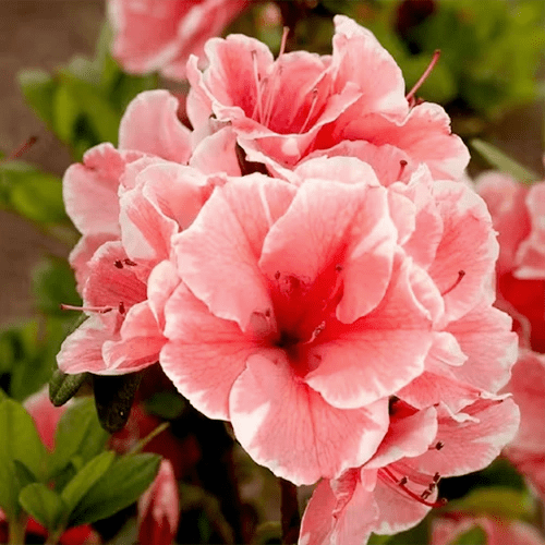 A square image of ‘Autumn Sunburst’ azalea flowers pictured on a soft focus background.