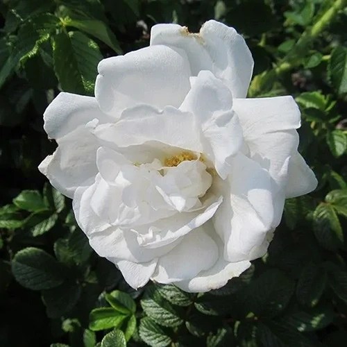 A square image of a single white ‘Blanc Double de Coubert’ rose flower pictured in bright sunshine in the garden.