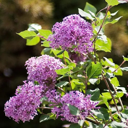 A square image of the purple flowers of Bloomerang lilac pictured in bright sunshine.