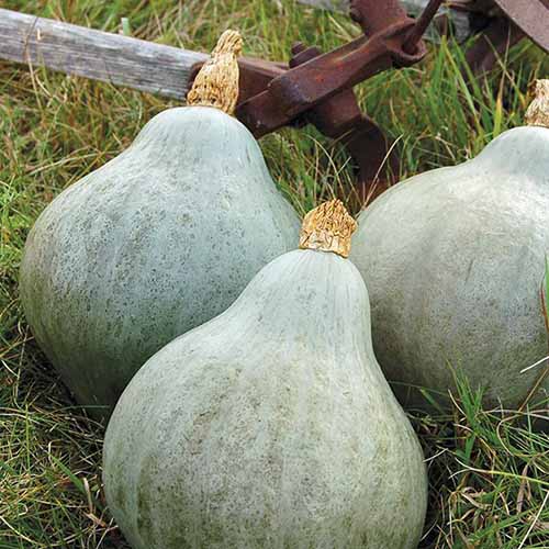 A close up square image of &lsquo;Blue Hubbard&rsquo; squash set on the ground in the garden.