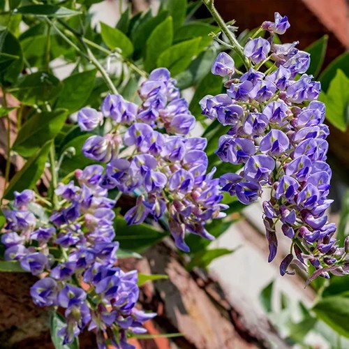 A square image of ‘Blue Moon’ wisteria growing in a sunny garden.