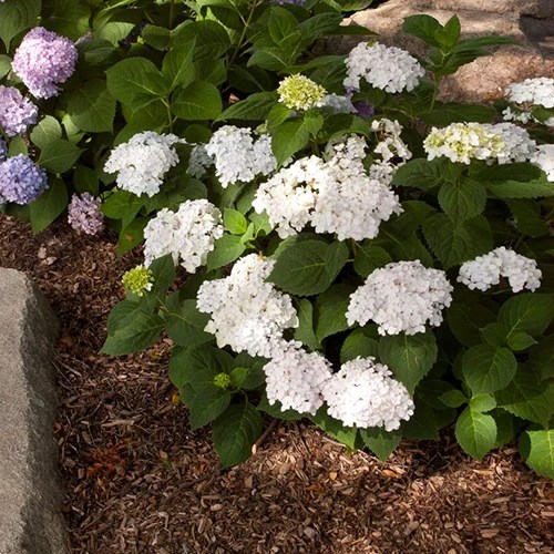 A close up square image of Blushing Bride hydrangeas growing in the garden.