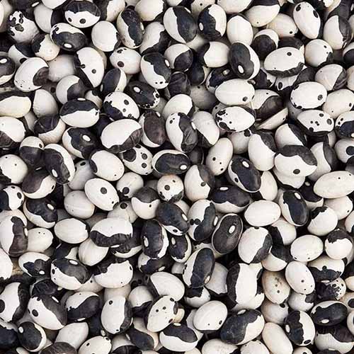 A close up square image of a pile of black and white &lsquo;Calypso&rsquo; cowpeas.
