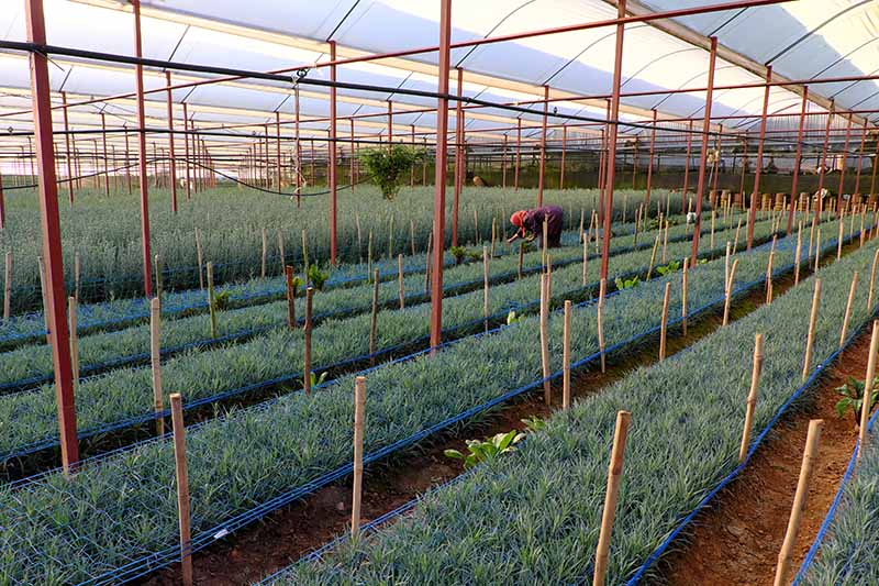 A horizontal image of a large commercial greenhouse propagating carnations.