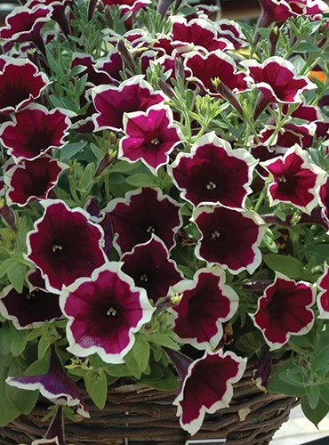 A close up of Cascadia ‘Rim Magenta’ petunias growing in a wicker hanging basket.