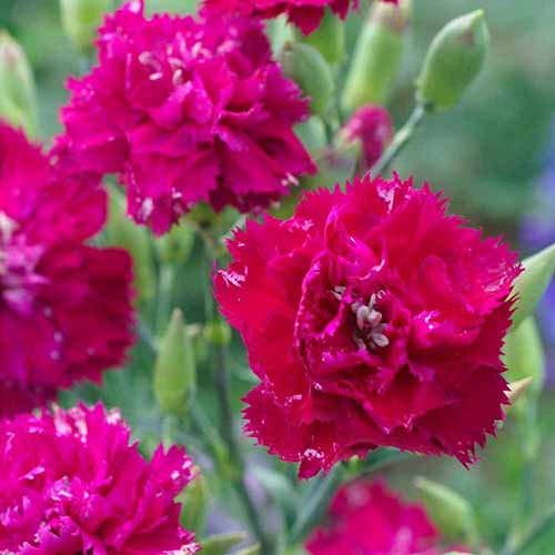 A close up square image of bright red ‘Chabaud Magenta’ flowers pictured on a soft focus background.