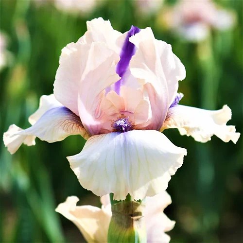 A square image of a single ‘Concertina’ bearded iris pictured on a soft focus background.