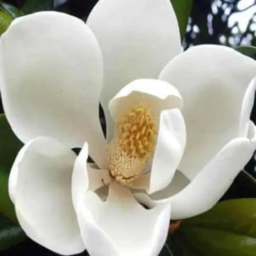 A close up of a white ‘D D Blanchard’ flower pictured on a soft focus background.