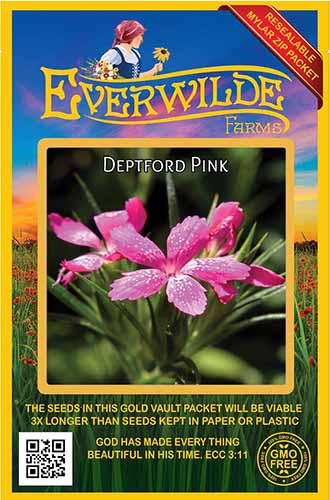 A close up of a packet of Deptford pink seeds isolated on a white background.