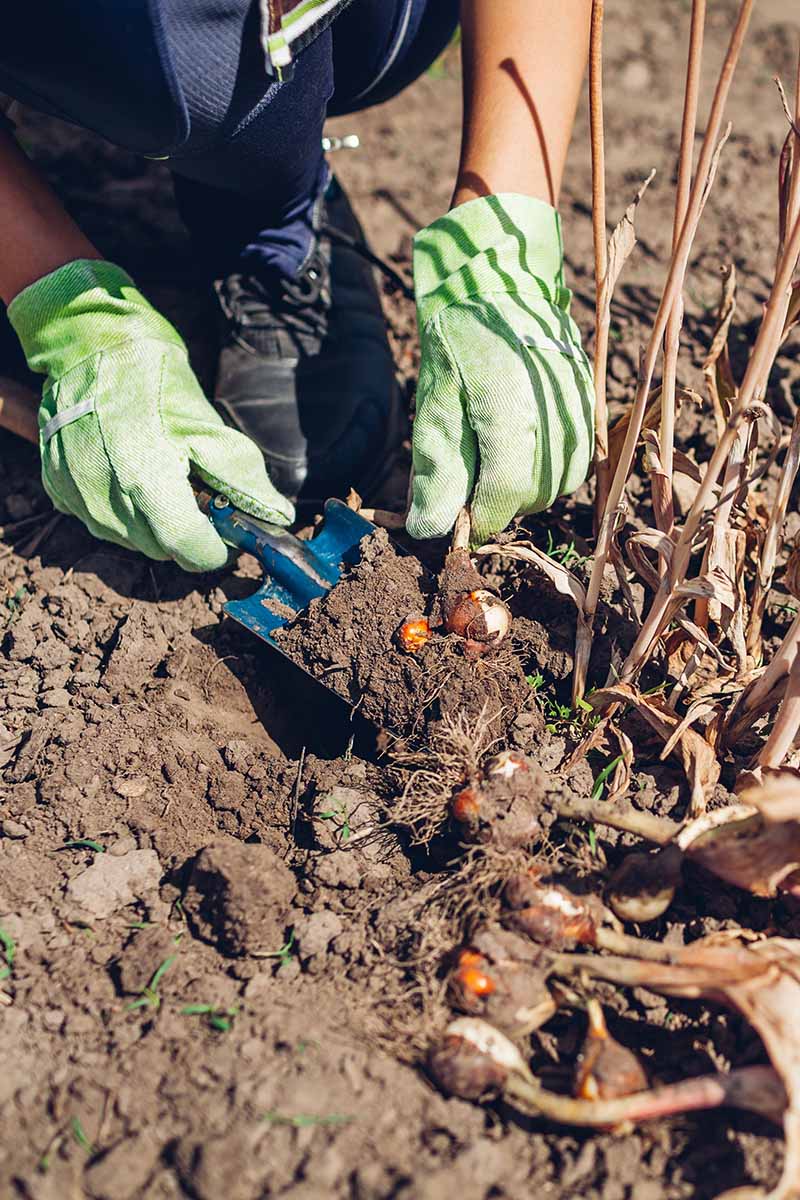 A close up vertical image of a gardener digging up tulip bulbs for curing and storage.