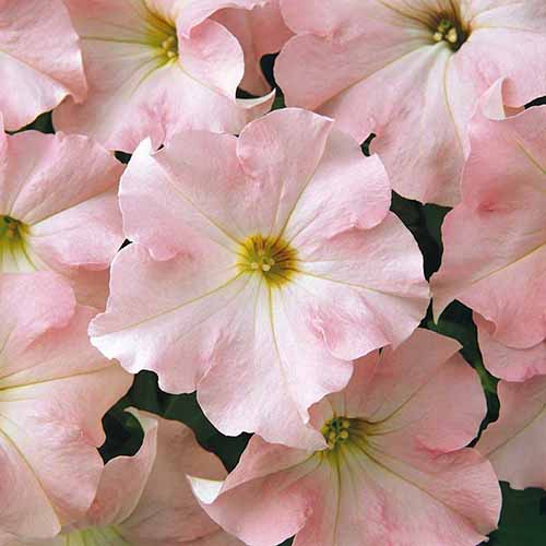 A close up square image of Dreams ‘Appleblossom’ petunia flowers.