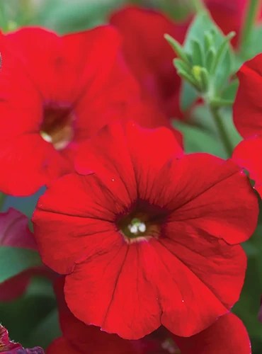 A close up of an Easy Wave ‘Red’ flower pictured on a soft focus background.