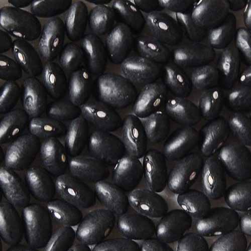A close up square image of a pile of black &lsquo;Eclipse&rsquo; beans shelled and dried.