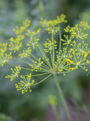 A close up of the flowers of &lsquo;Fernleaf&rsquo; dill pictured on a soft focus background.
