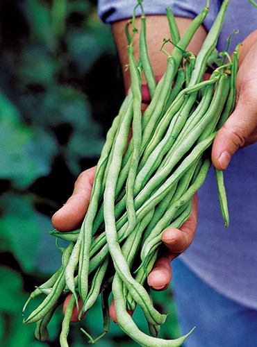 A close up of a hand from the top of the frame holding freshly harvested ‘Fortex’ beans pictured on a soft focus background.