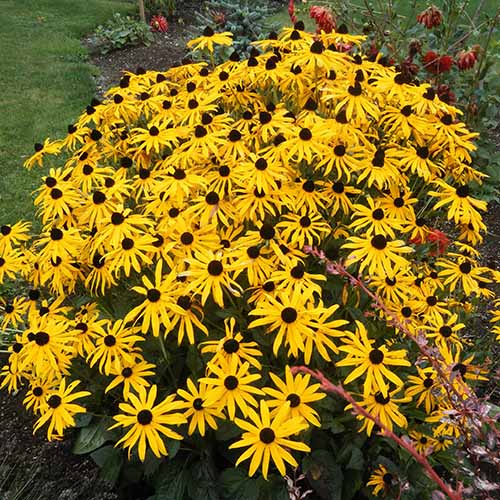 A square image of a clump of ‘Goldsturm’ black-eyed Susans growing in the garden.