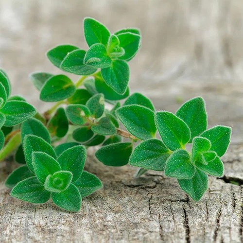 A close up square image of a sprig of Greek oregano freshly picked and set on a wooden surface.