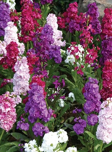 A close up of colorful stock flowers growing in the garden.