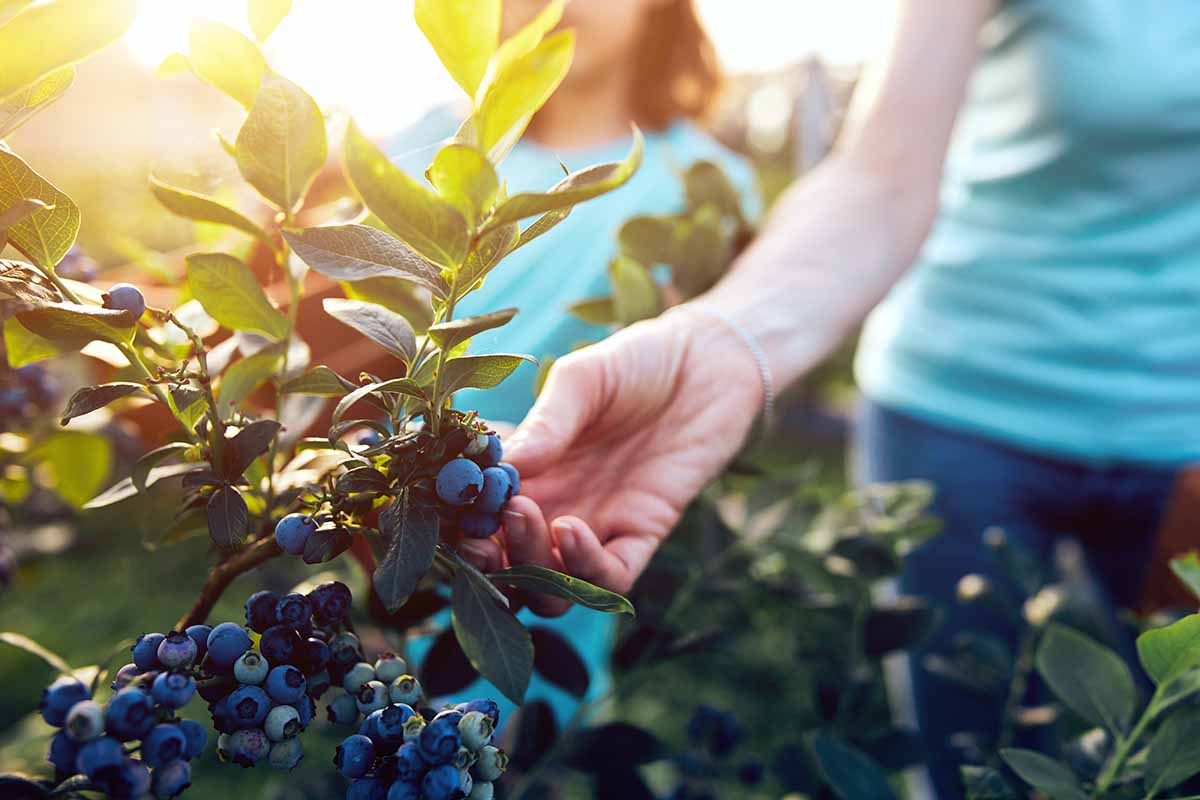 How to Amend Soil for Blueberries Step by Step Guide (2024)