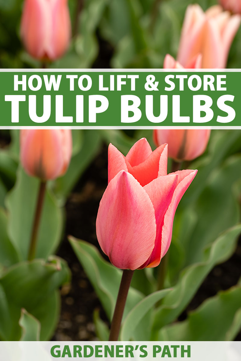 A close up vertical image of pink tulips growing in the spring garden, fading to soft focus in the background. To the top and bottom of the frame is green and white printed text.