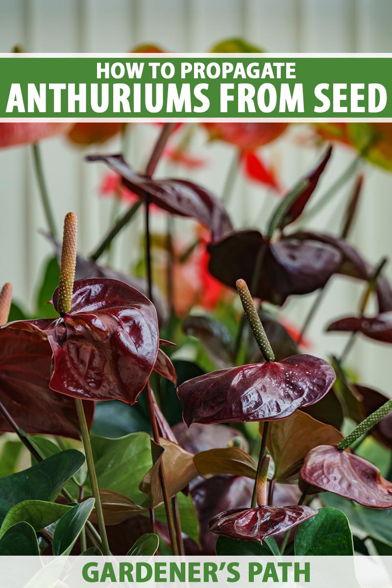 How to Propagate Anthurium Plants from Seed Gardener’s Path