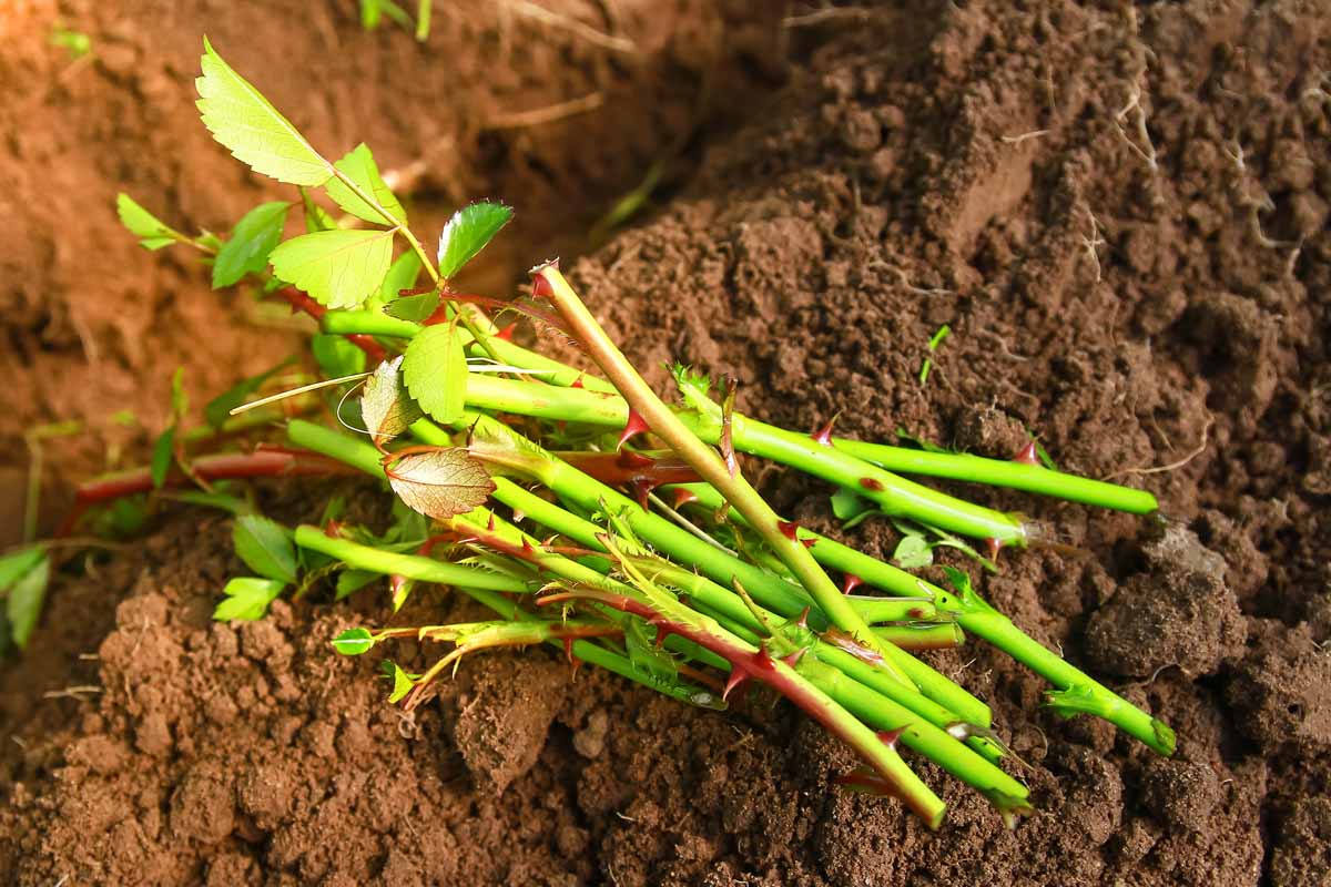 A close up horizontal image of freshly clipped stems for propagating roses from cuttings.