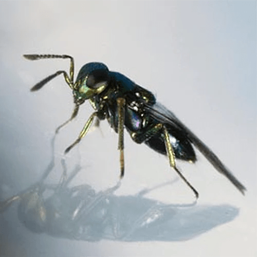 A close up of a leaf miner parasite pictured on a white background.