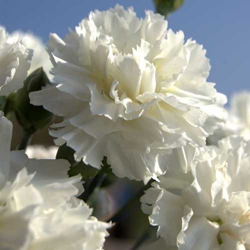 A close up square image of white ‘Memories’ carnation flowers pictured in bright sunshine on a blue sky background.