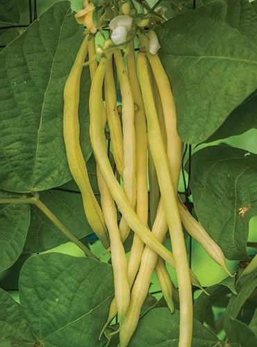 A close up of yellow ‘Monte Gusto’ pole beans growing in the garden.